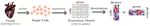 Dropout-Aware Weighted NMF on scRNA-seq Data